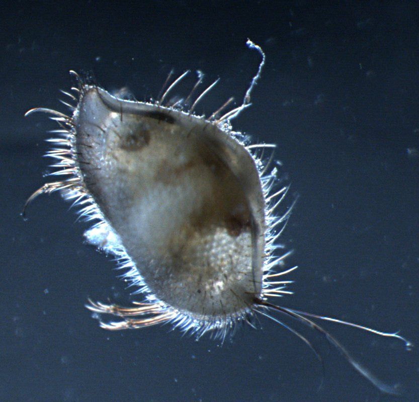 Представитель Семейства Bairdiidae